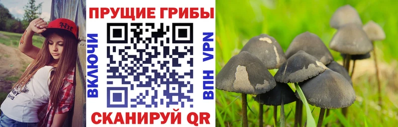 Псилоцибиновые грибы MAGIC MUSHROOMS  где купить наркоту  Наволоки 